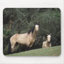 Zoek naar mustang muismatten Foto