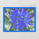 Zoek naar blikken briefkaarten Bloemen