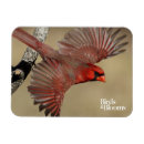 Recherche de cardinal du nord magnets Oiseau rouge