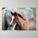 Recherche de poulain jument posters Animal