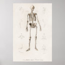 Recherche de human skeleton posters Medical