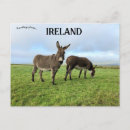 Recherche de âne cartes postales Irlande
