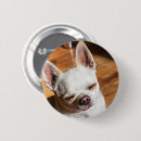 Recherche de chihuahua badges Mignon