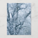 Recherche de chêne cartes postales Arbre