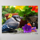 Recherche de bluejays posters Ornithologie