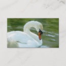 Recherche de cygne blanc cartes visite Animal