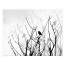 Recherche de oiseau noir blanc art Monochrome