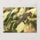Recherche de fourmi cartes postales Bogue