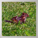 Recherche de animaux posters Dessin