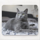 Recherche de chats gris tapis souris Chaton
