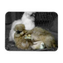 Recherche de poules magnets Pour elle