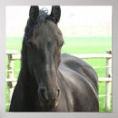 Recherche de chevaux noirs posters Cheval
