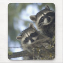 Recherche de raton tapis souris Lotor procyon