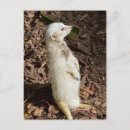 Recherche de suricates cartes postales Animal