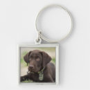 Recherche de labrador chocolat porteclés Mignon