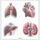 Recherche de anatomie humaine autocollants Poumons