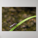 Recherche de mouche de dragon art Libellule