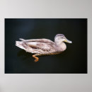 Recherche de canard sauvage posters Sauvagine