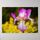 Recherche de miniatures posters Fleur