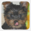 Recherche de yorkies autocollants Terrier de yorkshire