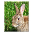 Zoek naar schattig konijntje posters Bunny