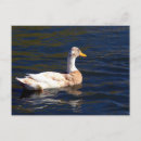 Recherche de pie cartes postales Blanc