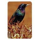 Recherche de photographies magnets Oiseau