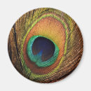 Zoek naar zwarte vogel magneten Veren