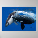 Recherche de orca art Whale