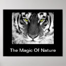 Recherche de tigre blanc posters Chat