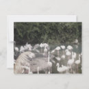 Recherche de flamants cartes postales Friend