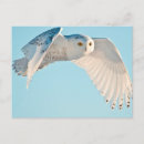 Recherche de hibou neige cartes postales Superstock