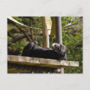 Recherche de chimpanzé cartes postales Primate