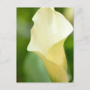 Recherche de callas cartes postales Fleurs