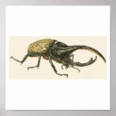 Recherche de scarabées posters Insecte