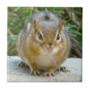 Recherche de humoristique carreaux Mignon