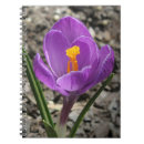 Zoek naar krokus Botanisch
