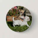 Recherche de chiwawa badges Faon