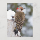 Recherche de oiseau flamboyant posters Aviaire