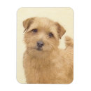Recherche de balai magnets Chiot