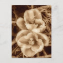 Zoek naar sepia bloemen briefkaarten Macro