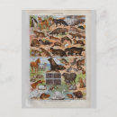 Recherche de fourrures cartes postales Vintage