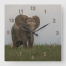 Recherche de buisson horloges Beau