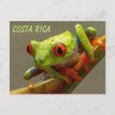 Recherche de arbre exotique cartes postales Tropical