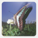 Zoek naar vleugels stickers Buiten