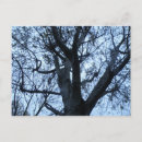 Recherche de motif texture cartes postales Arbres