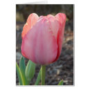 Recherche de ampoules de tulipe Rose