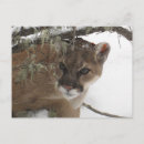 Recherche de cougar cartes postales Chat sauvage