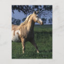 Recherche de peinture de cheval cartes postales Debout