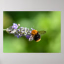 Recherche de pollinisateur art Floral